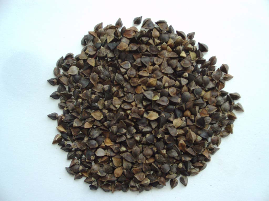 grikiai